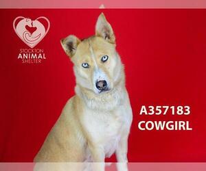 Siberian Husky-Unknown Mix Dogs for adoption in Stockton, CA, USA