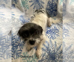 Mutt Dogs for adoption in Colorado Springs, CO, USA