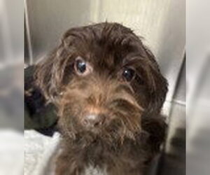 Mutt Dogs for adoption in Canton, CT, USA
