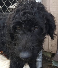 Goldendoodle Dogs for adoption in Smithfield, PA, USA