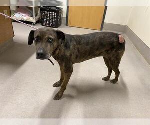 Catahoula Leopard Dog-Unknown Mix Dogs for adoption in Modesto, CA, USA