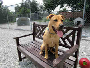 Chinese Shar-Pei-Labrador Retriever Mix Dogs for adoption in Bowling Green, OH, USA