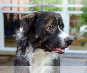 Australian Shepherd Dogs for adoption in Cary, NC, USA