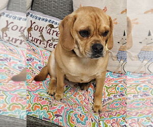 Pug-Unknown Mix Dogs for adoption in Ellijay, GA, USA