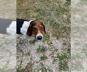 Coonhound Dogs for adoption in Frenchburg, KY, USA