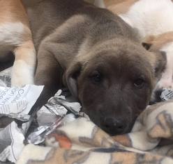 Chinese Shar-Pei Dogs for adoption in Clarkesville, GA, USA