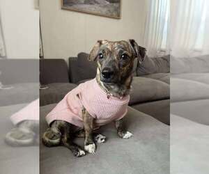 Chiweenie Dogs for adoption in pomfret, CT, USA