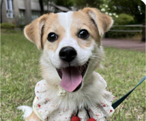 Mutt Dogs for adoption in San Ramon, CA, USA