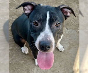American Pit Bull Terrier Dogs for adoption in Pampa, TX, USA