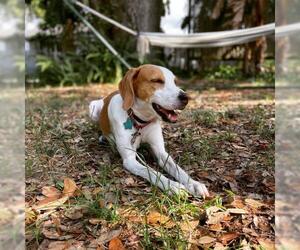 English Foxhound-Unknown Mix Dogs for adoption in Thonotosassa, FL, USA