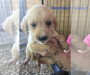 Golden Labrador Dogs for adoption in Woodsfield, OH, USA