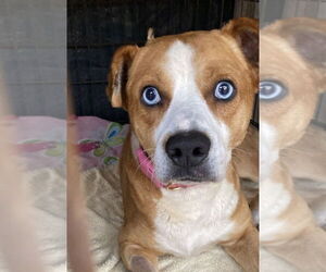 American Staffordshire Terrier-Labrador Retriever Mix Dogs for adoption in San Diego, CA, USA