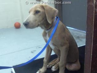 Medium Photo #1 American Pit Bull Terrier-Doberman Pinscher Mix Puppy For Sale in Conroe, TX, USA