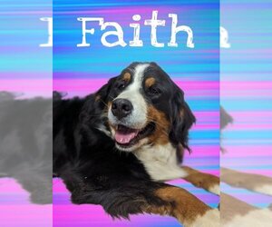 Bernese Mountain Dog Dogs for adoption in Attica, NY, USA