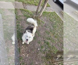 Huskies -Unknown Mix Dogs for adoption in San Antonio, TX, USA