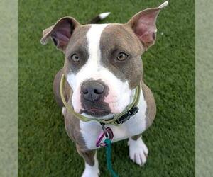 Mutt Dogs for adoption in Las Vegas, NV, USA