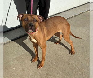 Mutt Dogs for adoption in Louisville, KY, USA