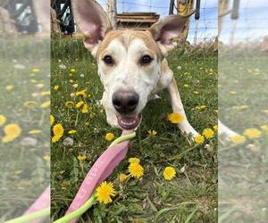 Great Dane-Siberian Husky Mix Dogs for adoption in Vaughan, Ontario, Canada