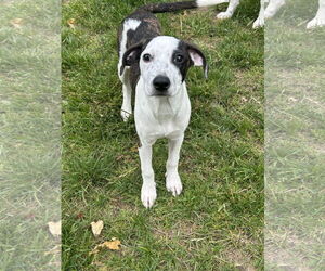 Pointer-Unknown Mix Dogs for adoption in Hillsboro, MO, USA