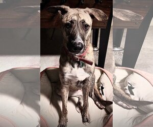 German Shepherd Dog-Greyhound Mix Dogs for adoption in Atlanta, GA, USA