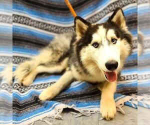 Alaskan Klee Kai-Huskies Mix Dogs for adoption in Long Beach, CA, USA
