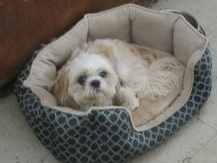 Shih Tzu Dogs for adoption in Oakdale, TN, USA