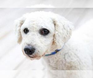 Bichon Frise Dogs for adoption in Mankato, MN, USA