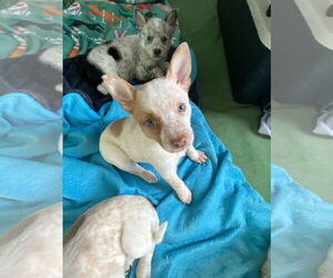 Mutt Dogs for adoption in Garden City, NY, USA
