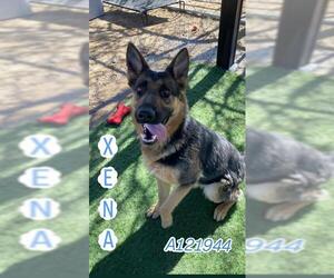 German Shepherd Dog Dogs for adoption in HESPERIA, CA, USA