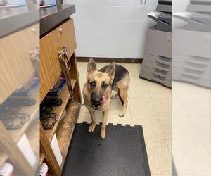 German Shepherd Dog Dogs for adoption in Stockton, CA, USA