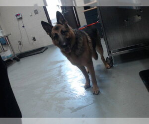German Shepherd Dog Dogs for adoption in Fayetteville, NC, USA