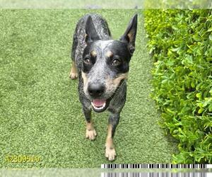 Mutt Dogs for adoption in West Palm Beach, FL, USA