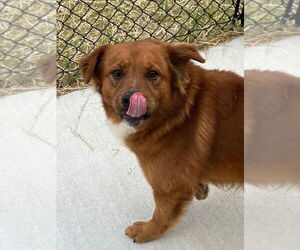 Golden Retriever Dogs for adoption in Tarboro, NC, USA