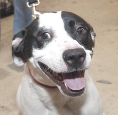 Border Collie Dogs for adoption in Sanford, FL, USA