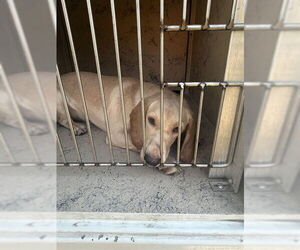 Basset Retriever Dogs for adoption in Louisville, KY, USA