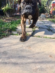 Bullmastiff Dogs for adoption in Newtown, PA, USA