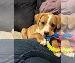 Labrador Retriever-Unknown Mix Dogs for adoption in Kannapolis, NC, USA