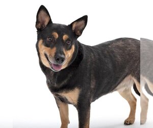 Australian Kelpie-Unknown Mix Dogs for adoption in Los Angeles, CA, USA