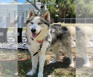 Siberian Husky Dogs for adoption in Naples, FL, USA