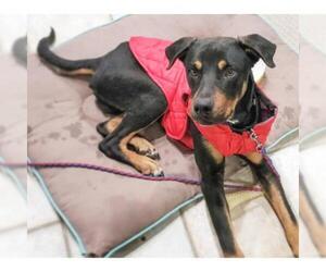 Doberman Pinscher Dogs for adoption in Austin, TX, USA