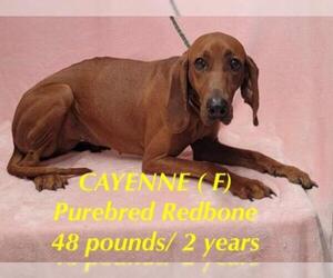 Redbone Coonhound Dogs for adoption in pomfret, CT, USA