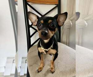 Chipin Dogs for adoption in New York, NY, USA