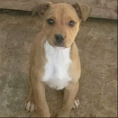 Medium Photo #1 Labrador Retriever Puppy For Sale in Shreveport, LA, USA