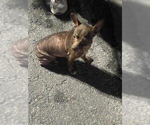 Chihuahua-Unknown Mix Dogs for adoption in San Antonio, TX, USA