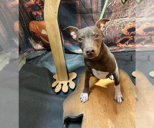 American Pit Bull Terrier-Unknown Mix Dogs for adoption in Globe, AZ, USA