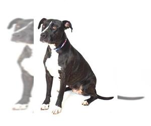 American Staffordshire Terrier Dogs for adoption in Fruit Heights, UT, USA