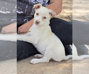 Jack Russell Terrier-Unknown Mix Dogs for adoption in Peralta, NM, USA