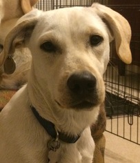 Borador Dogs for adoption in Cedar Rapids, IA, USA