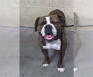 Bulldog Dogs for adoption in Downey, CA, USA