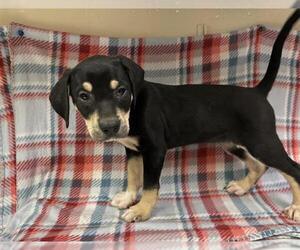 American Pit Bull Terrier-Labrador Retriever Mix Dogs for adoption in HESPERIA, CA, USA